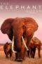 The Elephant Queen (2019) The Elephant Queen (2019)